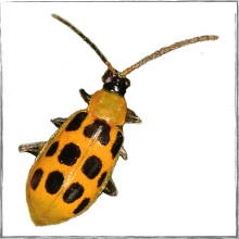 Jump down to Cucumber Beetle