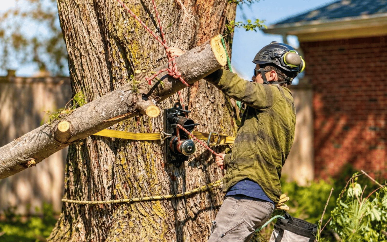 Person in climbing gear cutting a tree branch with safety equipment.