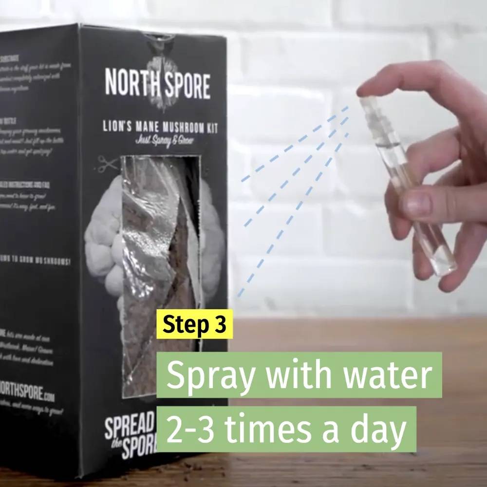 step 3 - spray with water two to three times a day