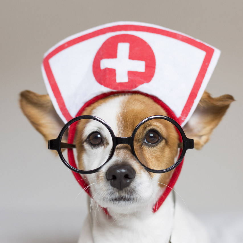 top 5 home remedies for dogs with diarrhea