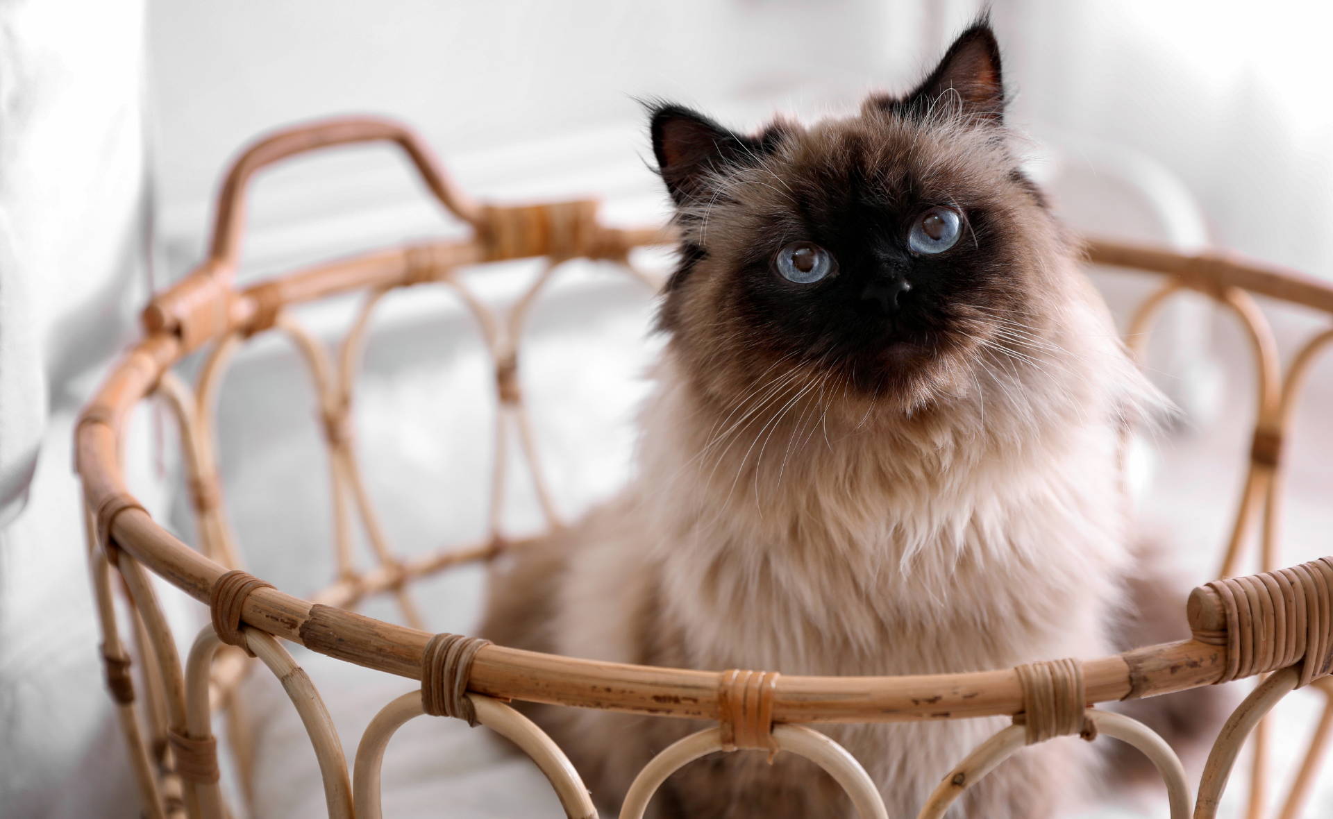 Siamese cat.  The top Hypoallergenic Cat Breeds. 