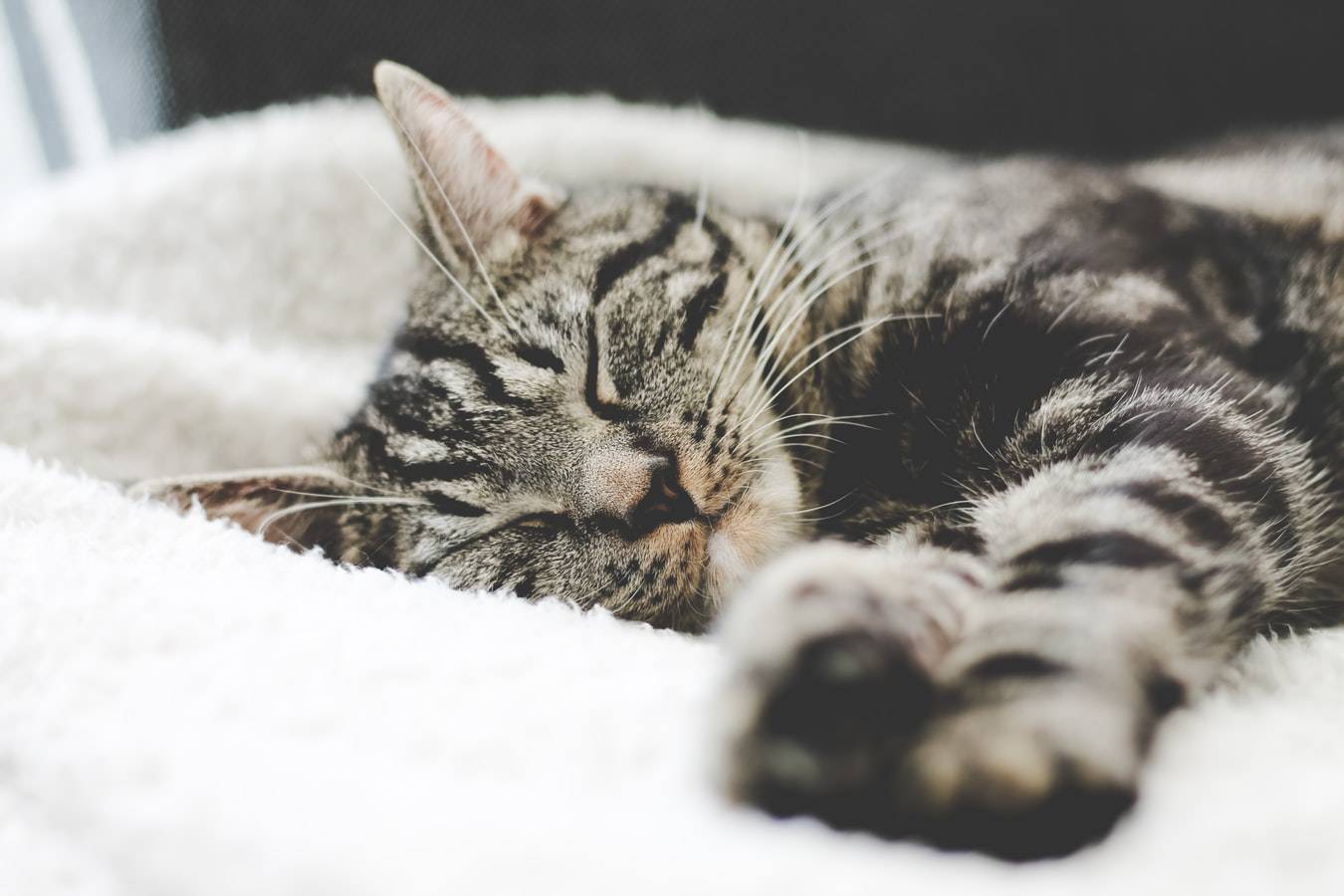 Tabby Cat Sleeping