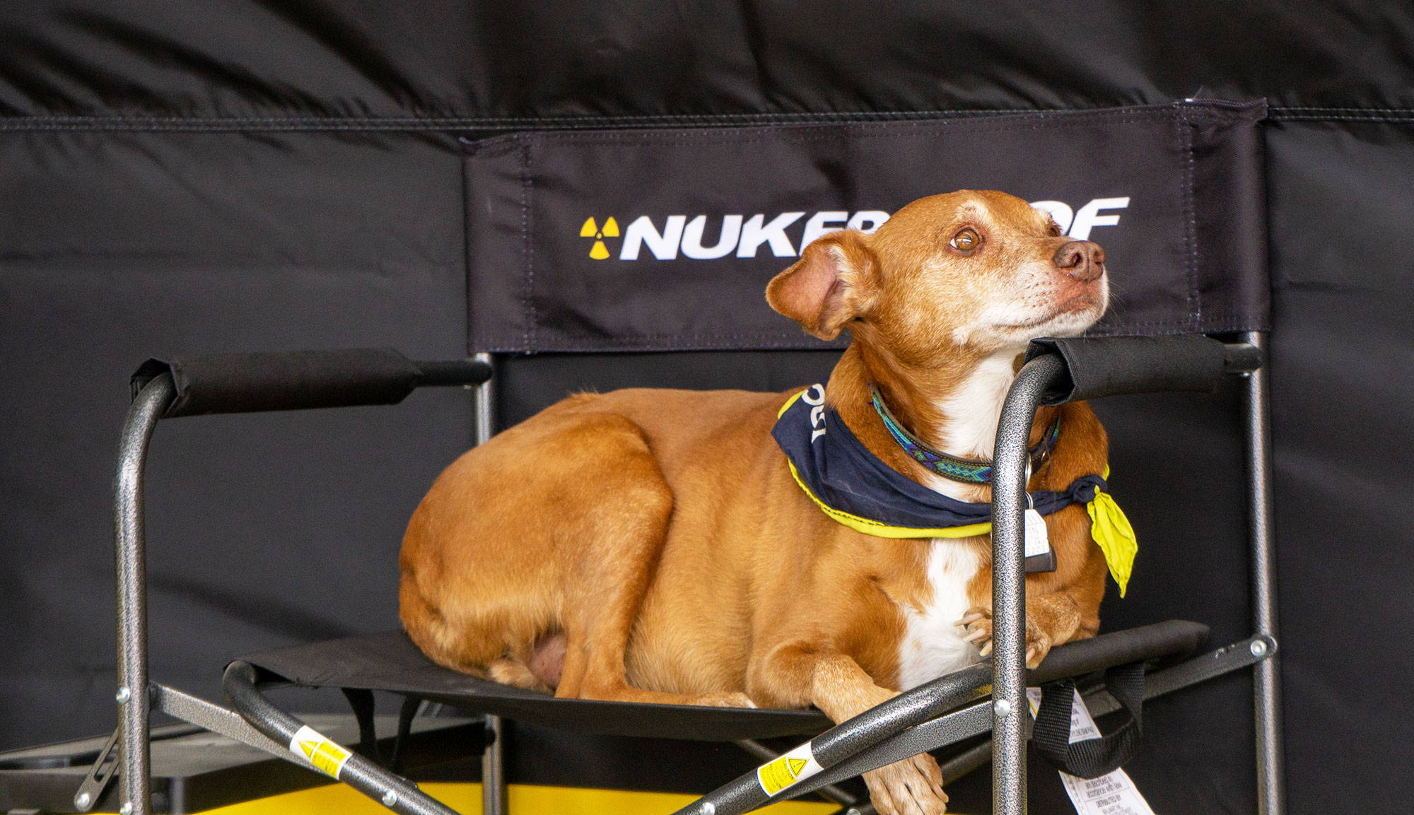 Nukeproof shop dog Gouda at Outerbike Bentonville, 2022. 