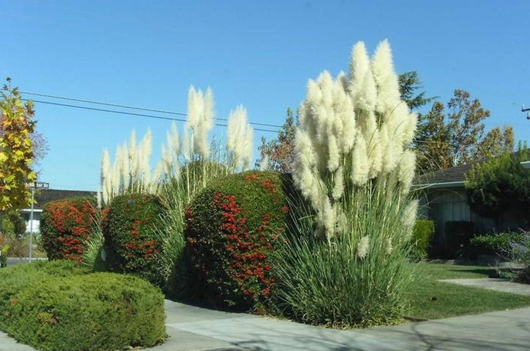 Ornamental Grass Care The How To, Types Of Tall Grass For Landscaping