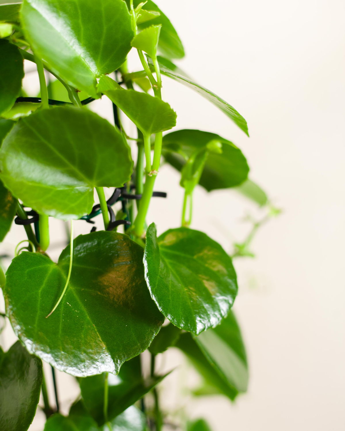 Niewymagające kwiaty doniczkowe — zestaw roślin dla początkujących