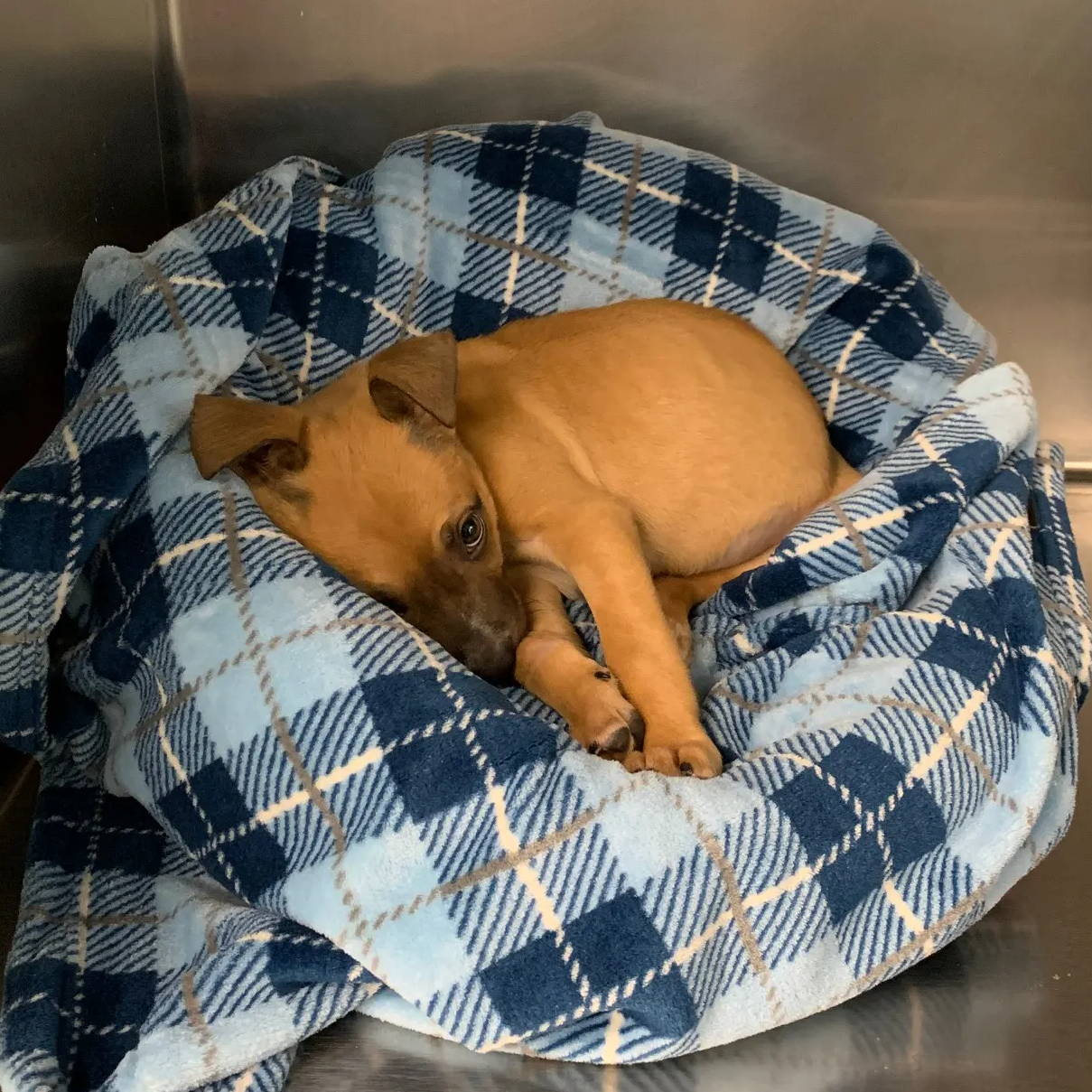 a puppy laying in a tall tails bed cuddled up in a shelter