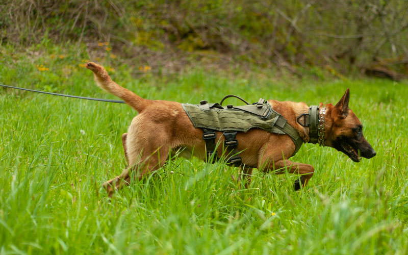 Hunting dog wearing a harness