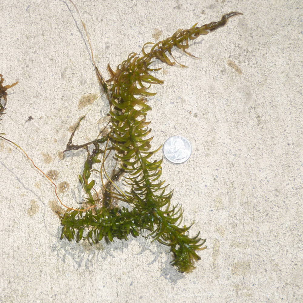 hydrilla-or-elodea