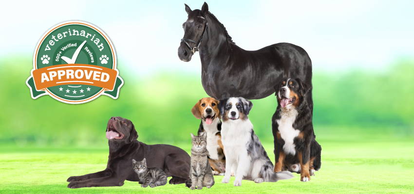 Image illustrating the approval of Bailey's CBD products by veterinarians.