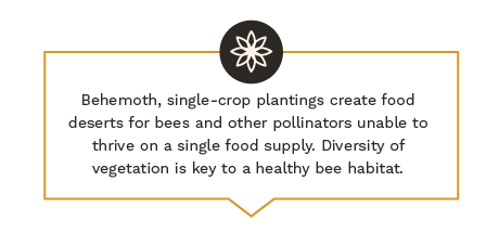 Behemoth, single-crop plantings create food deserts for bees and other pollinators unable to thrive on a single food supply. Diversity of vegetation is key to a healthy bee habitat.