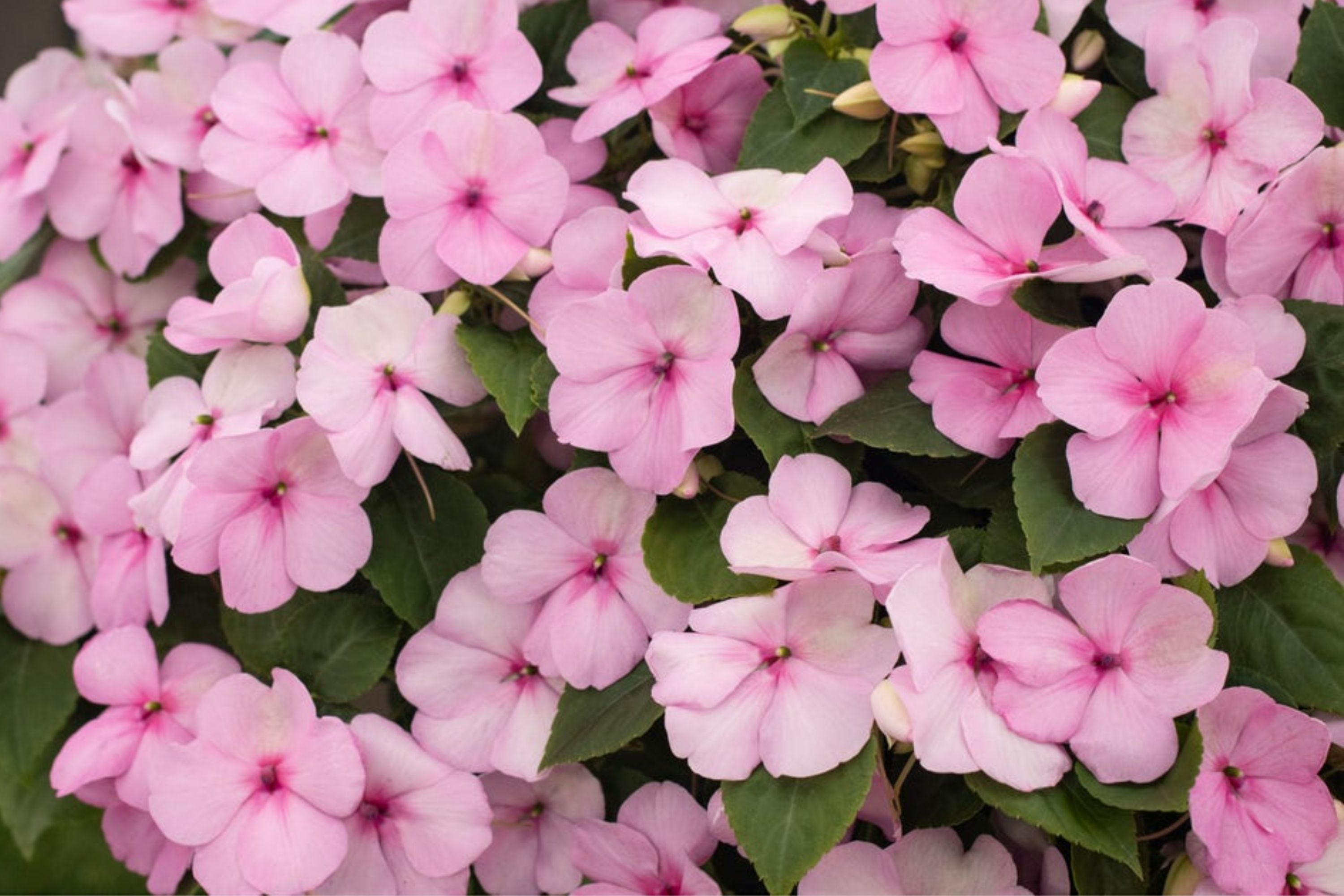 Photo of Soprano® Pastel Pink Bedding Impatiens