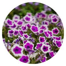 Pollinating Annuals, Supertunia® Hoopla® Vivid Orchid™ Petunia