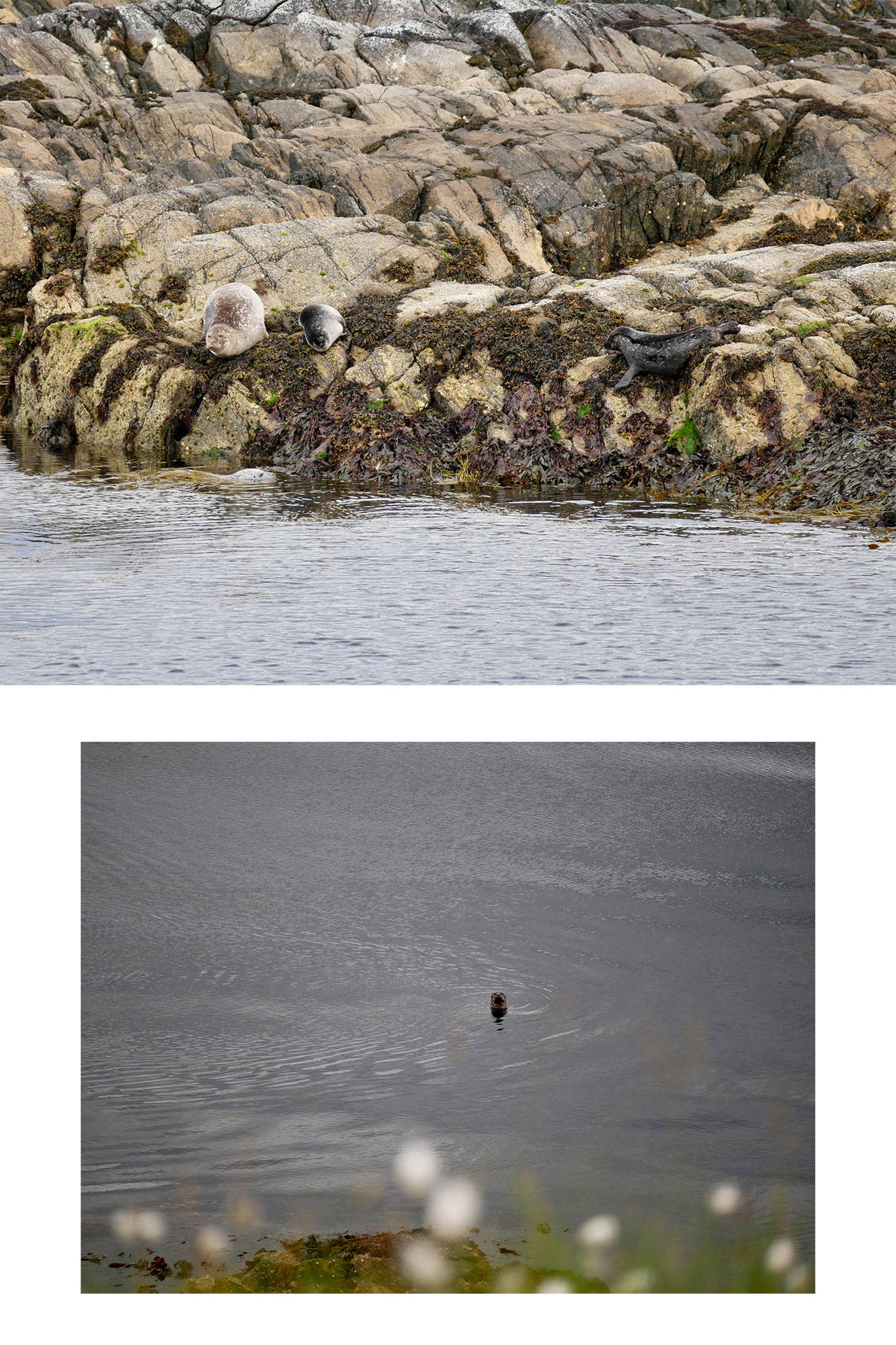 Seals on the shoreline