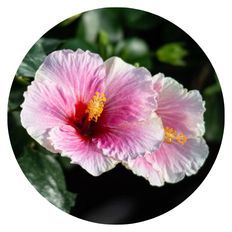 Photo of Hollywood Hibiscus® America's Sweetheart™ Tropical Hibiscus