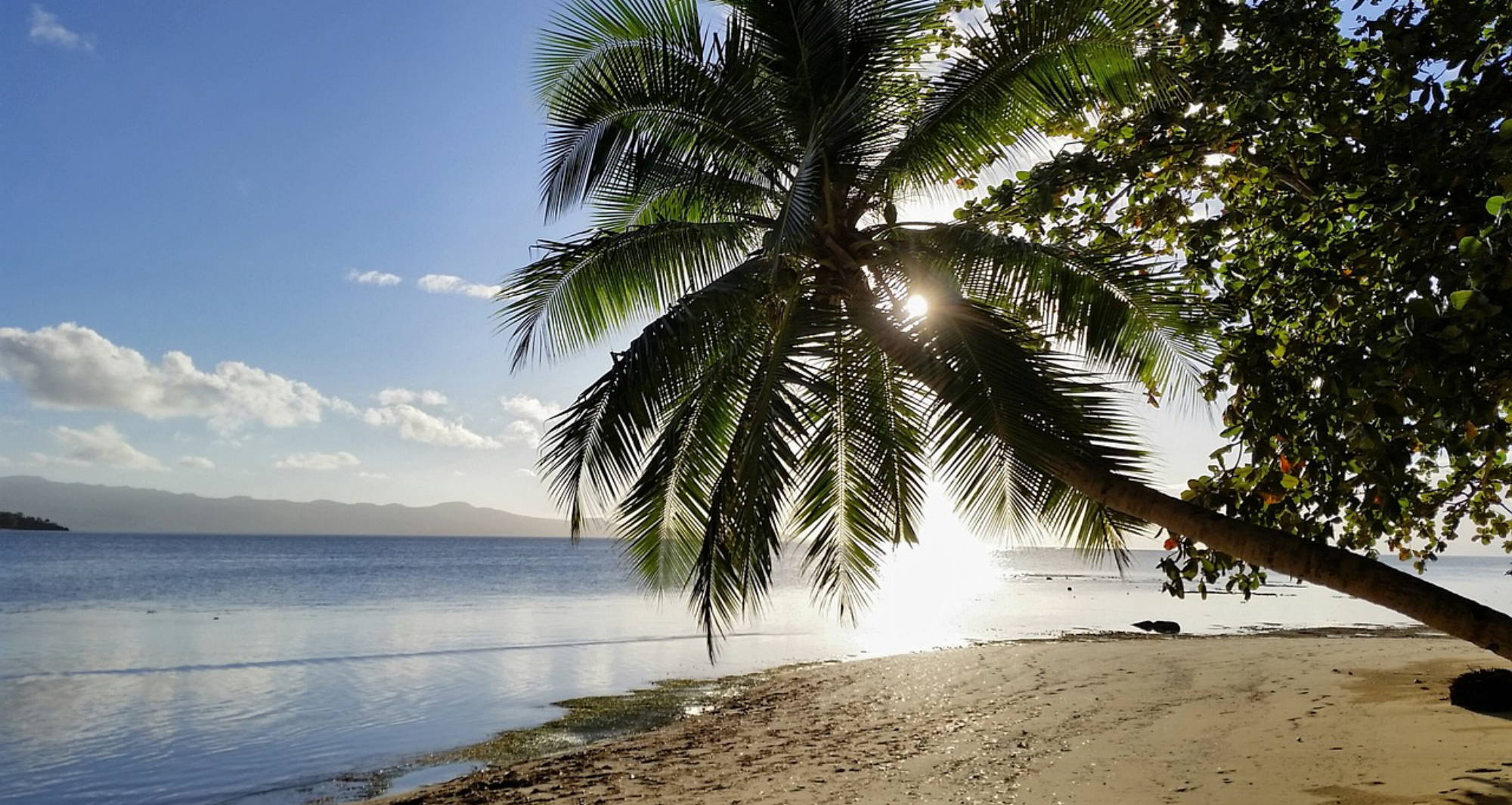 beach with calm waters and a palm tree with the sun shining through its fronds
