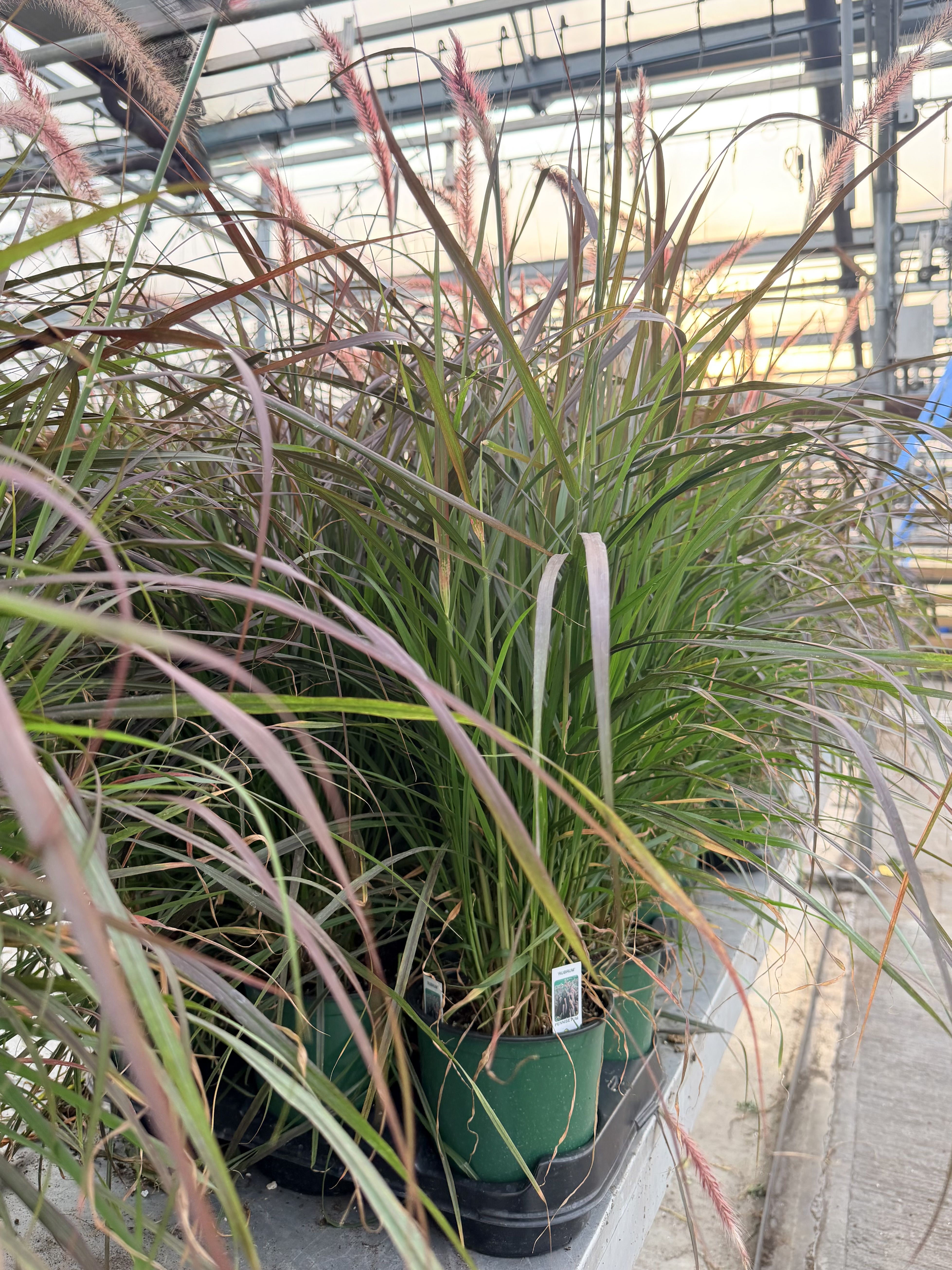 Potted ornamental grass with green and reddish foliage in a greenhouse setting.