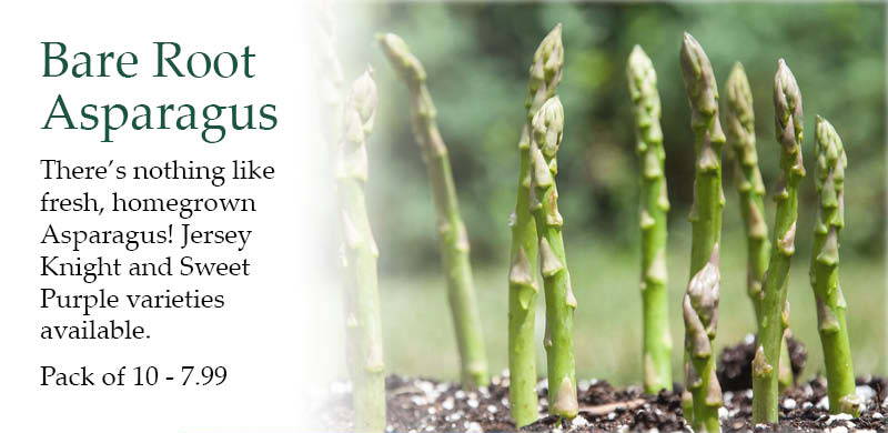 Bare Root Asparagus: There’s nothing like fresh, homegrown Asparagus! Jersey Knight and Sweet Purple varieties available. | Pack of 10 - $7.99 