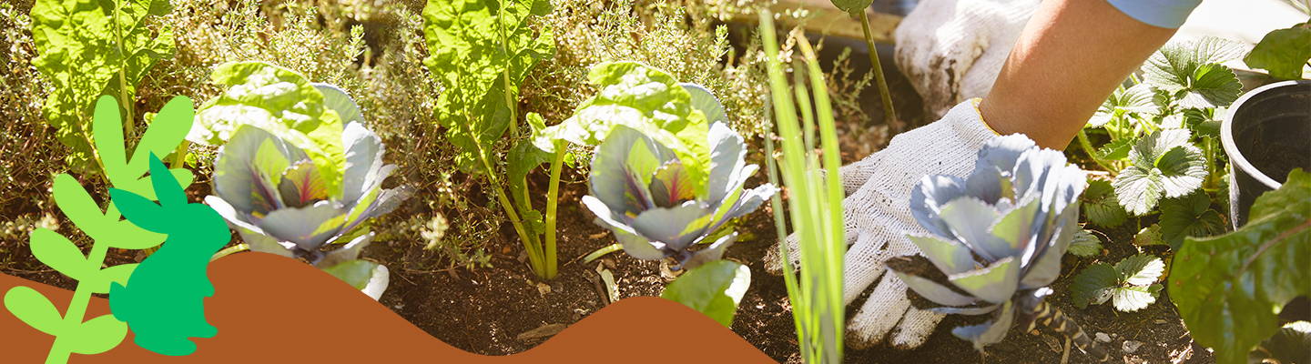 A person gardening- Babo Botanicals