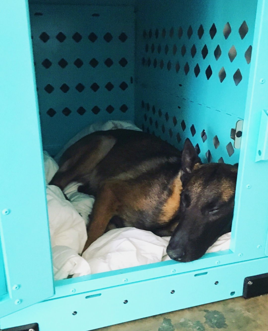 x large teal collapsible impact crate belgian malinois 