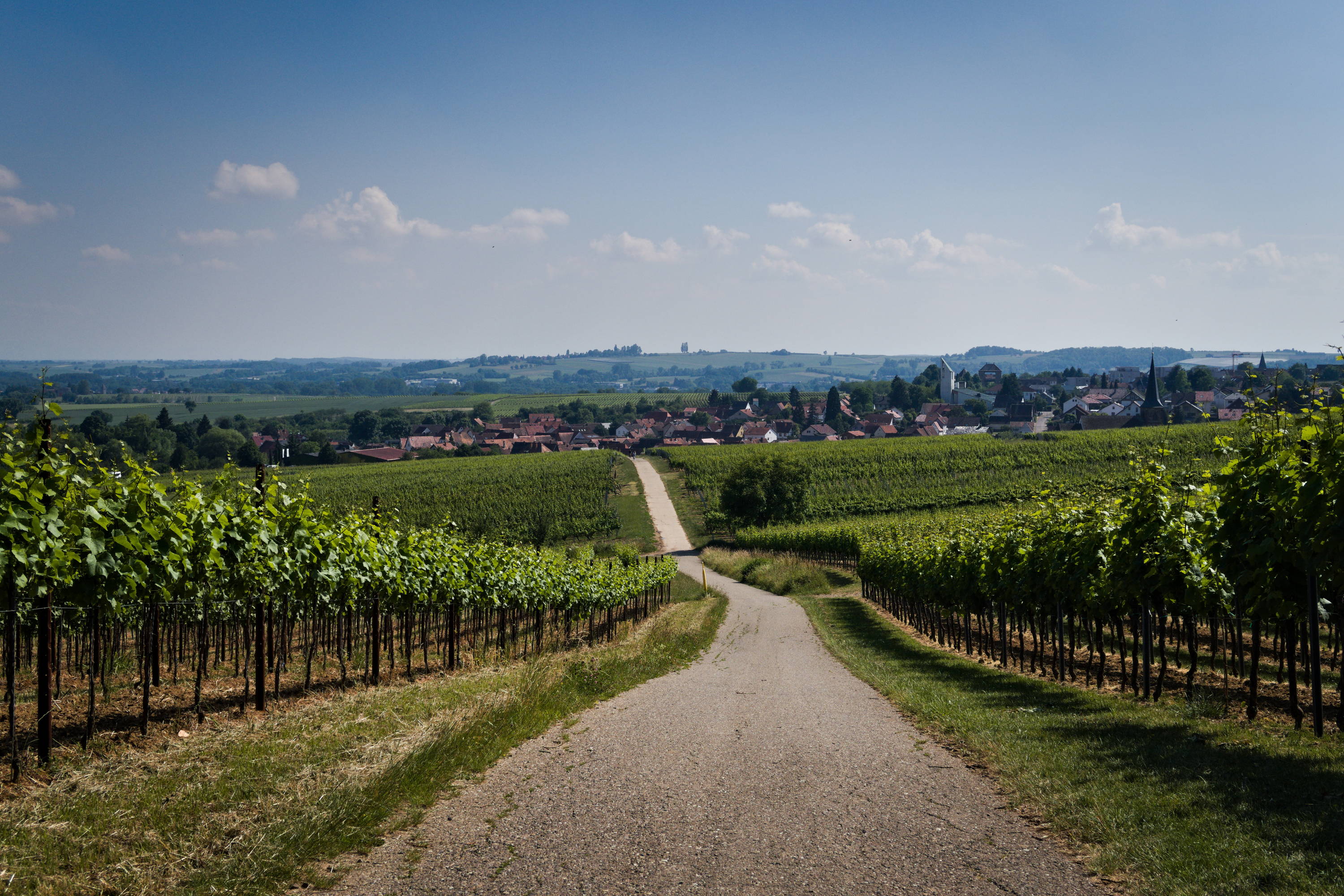 Beautiful road through a vineyard 