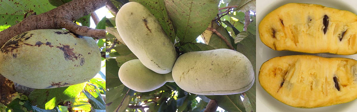 Pawpaws in a tree and cut open