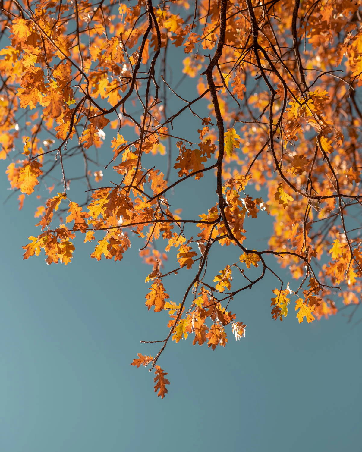Orange autumn leaves against a blue sky