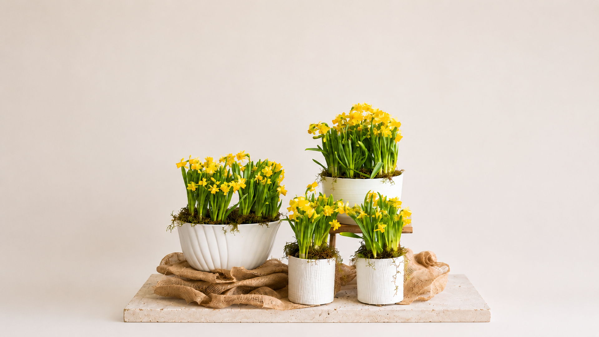 Daffodil