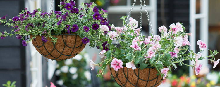 Hanging Baskets - Hangpotten