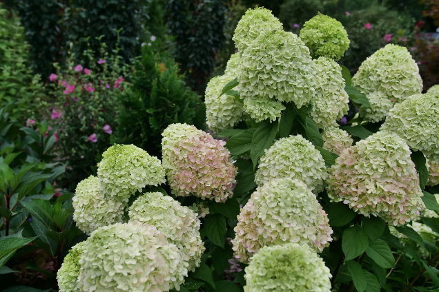 Photo highlight of Hydrangea paniculata Powerball planted in a garden