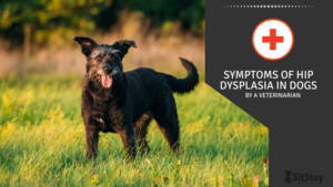 Symptoms of Hip Dysplasia In Dogs by A Veterinarian 