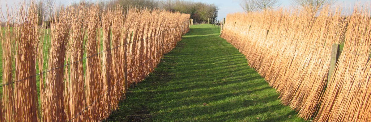 Bundles of fresh peeled willow rods, Coates Wetlands and Willows, near Taunton, UK.