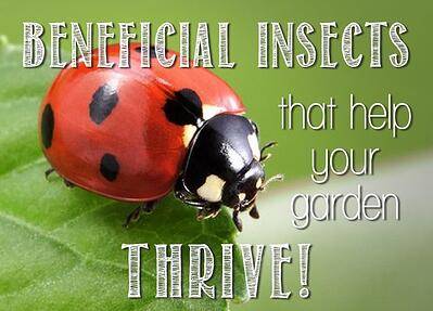 Learn About Beneficial Insects in the Garden!