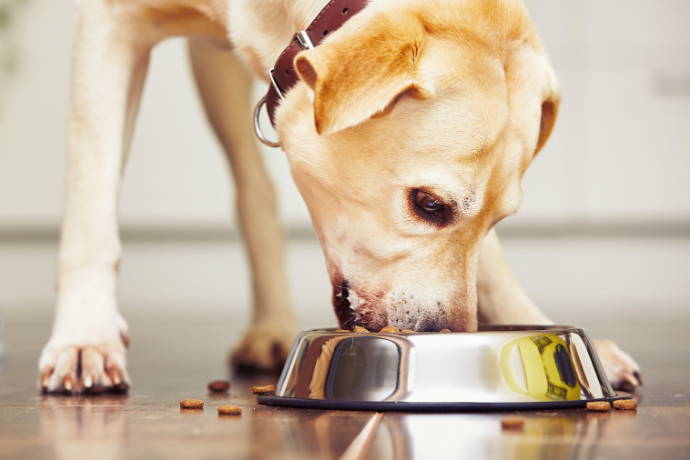 5 Tips To Prevent Your Dog From Eating Too Fast - Team K9