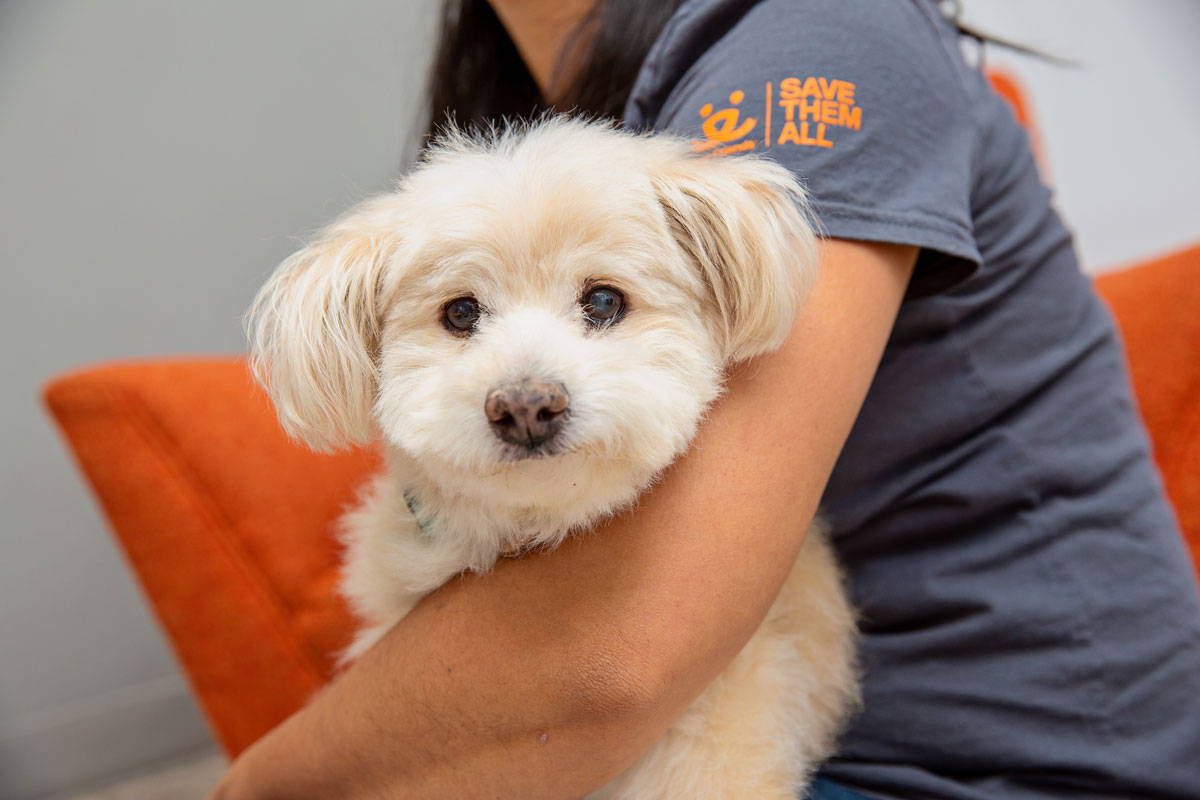 Hours of care for rescue animals were provided to cats and dogs staying in no-kill rescue sanctuaries in the USA.