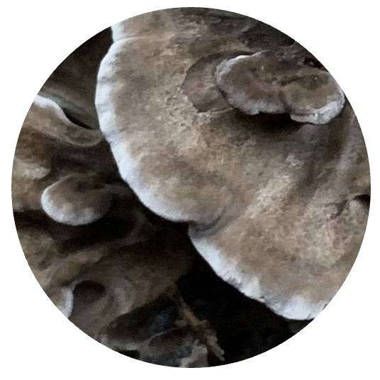Hen of the woods (maitake) mushroom