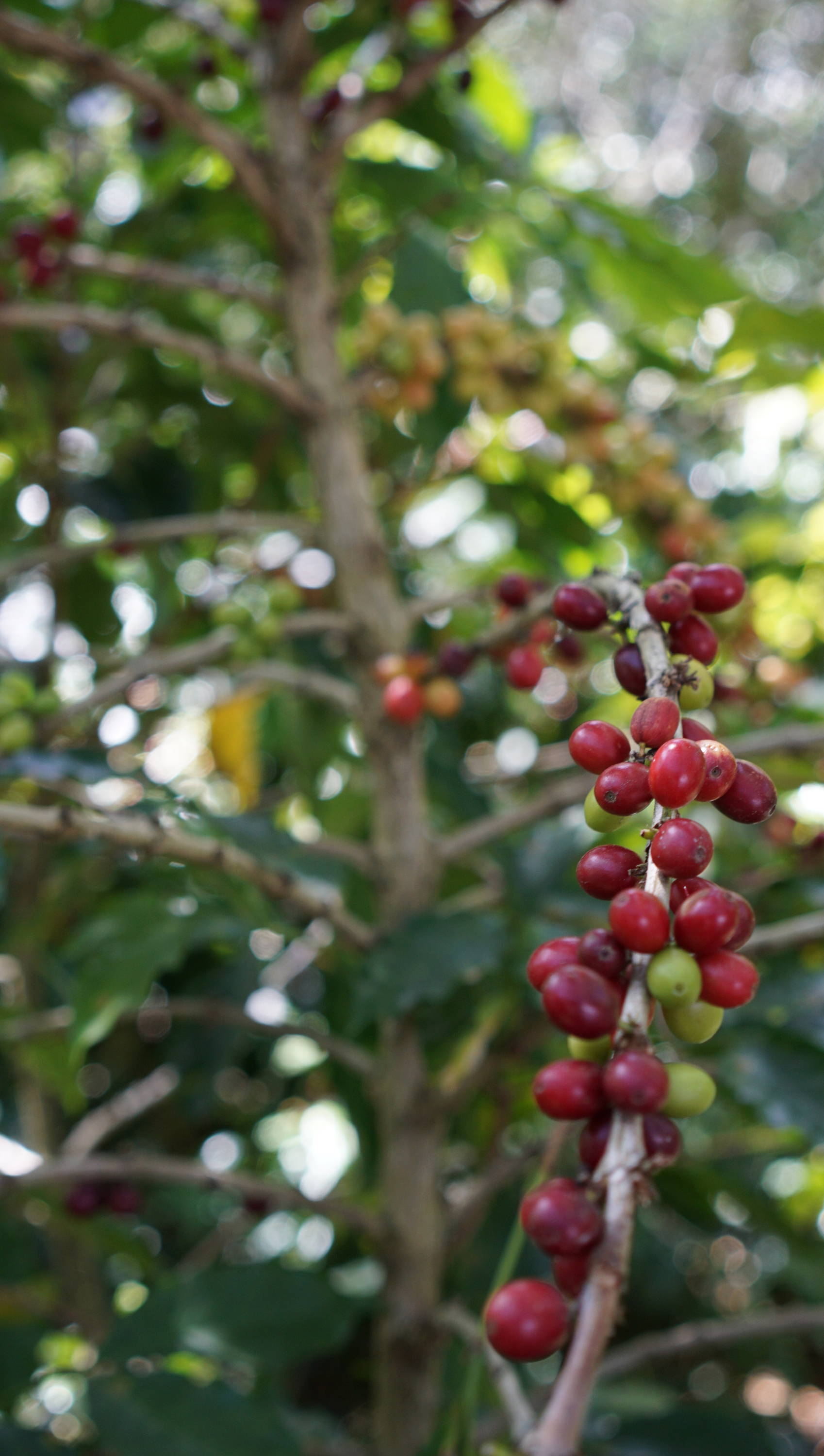 Ripe, red coffee cherries, ready for harvest in Tierra y Libertad