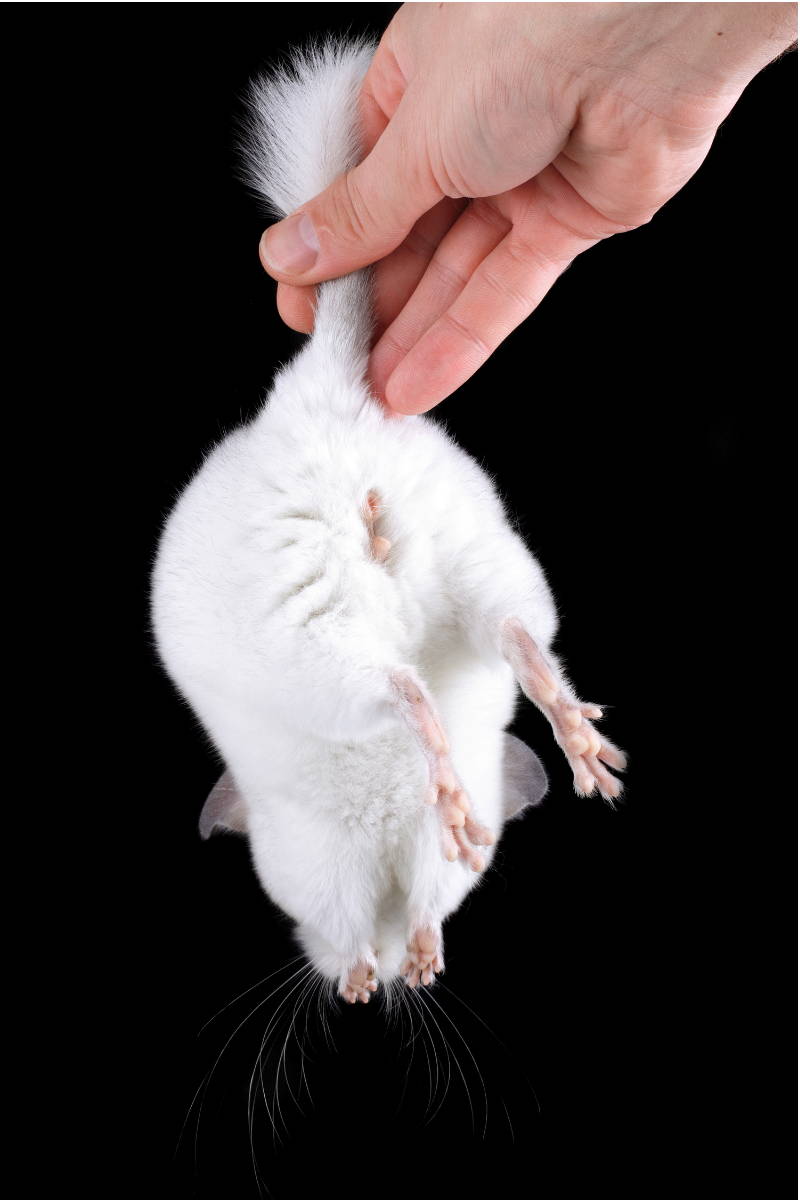 Chinchilla being healed by its tail Image