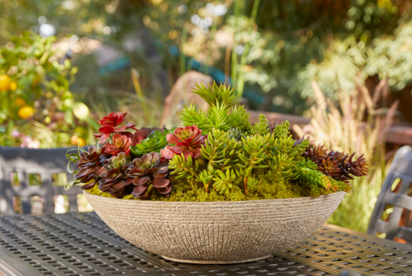 A decorative bowl of succulents and moss on a table outdoors.