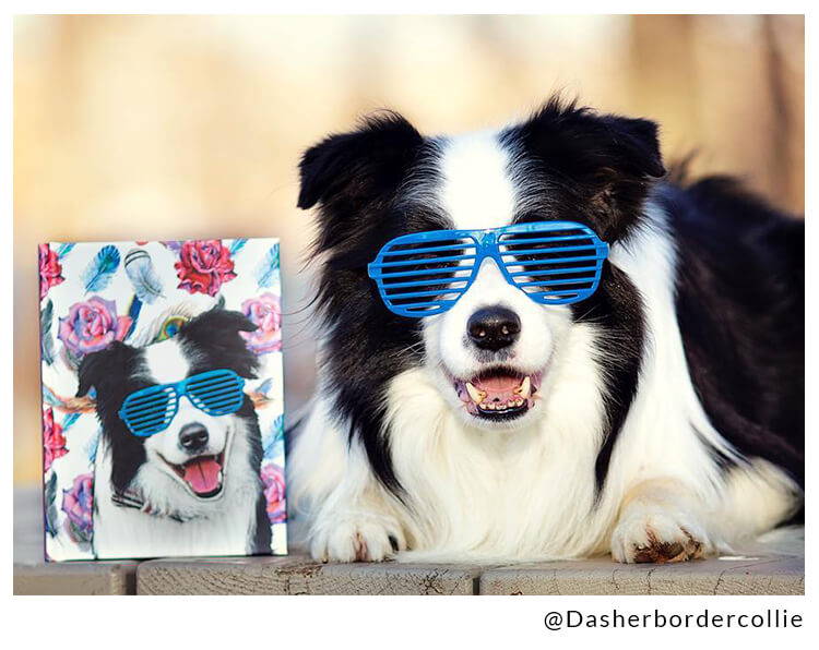 border collie on journal with sunglasses