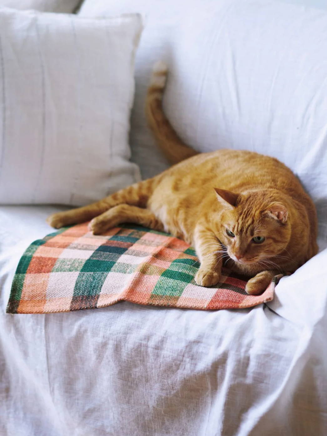 An orange cat resting on a couch with a plaid blanket.