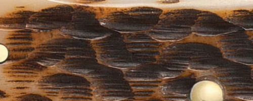 Close-up of textured brown surface with circular light-colored elements.