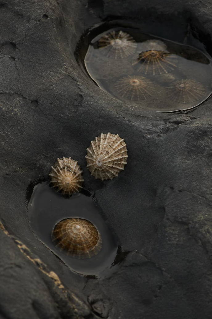 Shells resting in tide pools on rocky surface.