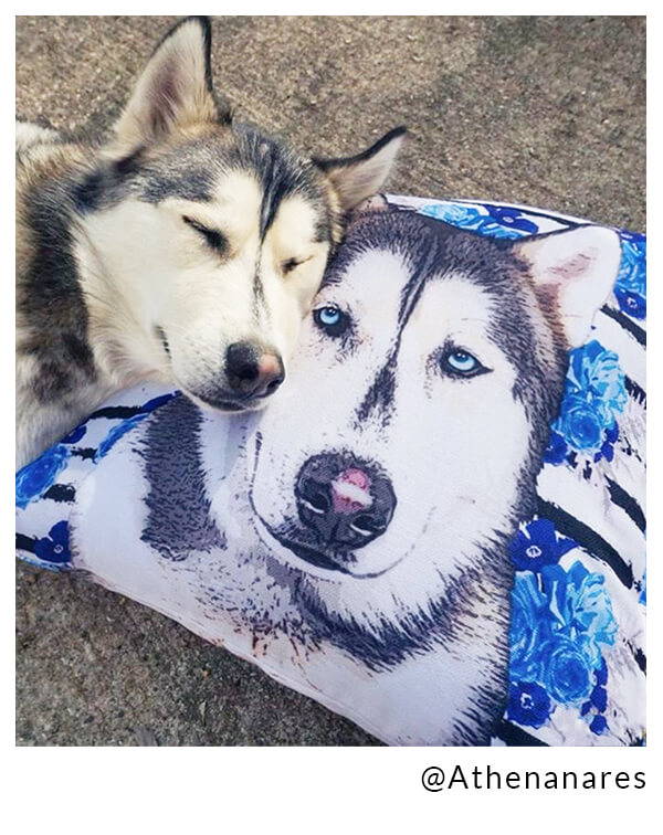 husky on custom pillow
