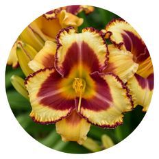 Close up photo of Rainbow Rhythm® 'Blazing Glory' Daylily