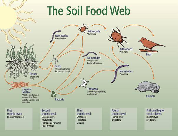The soil food web