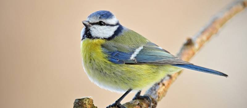 Blue tit on tree branch