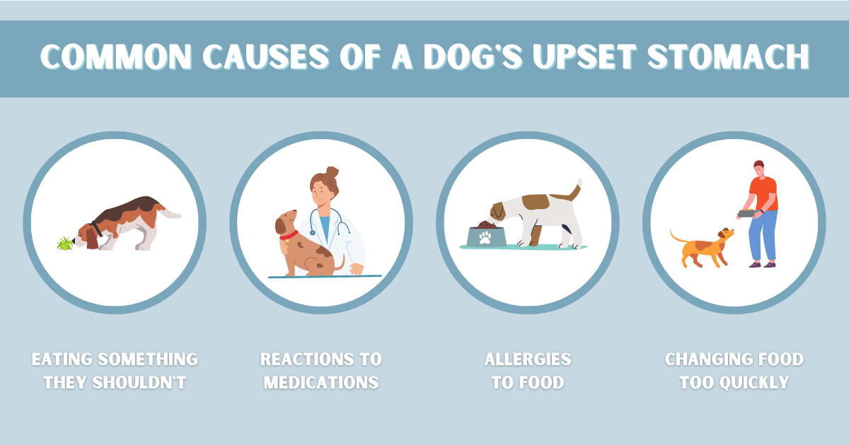 Four pictures with text showing common causes of a dog's upset stomach.