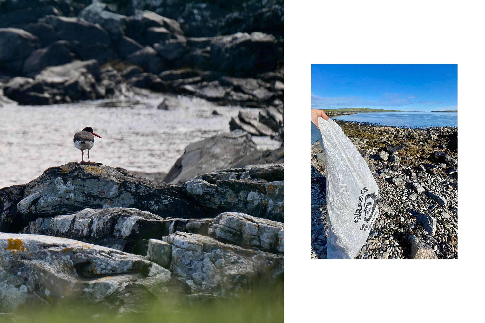 A bird and Ben cleaning the beach