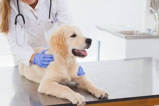 Diagnosing canine vomiting: Tests your vet will run