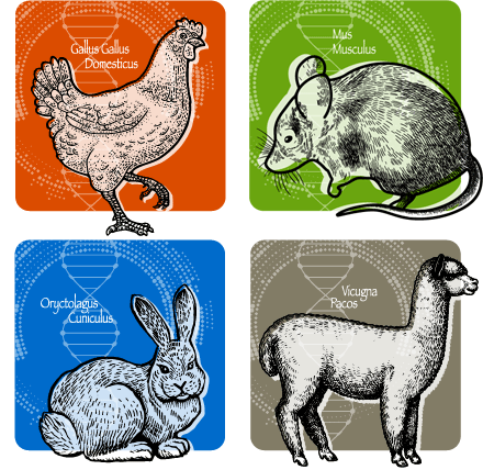 Illustration of Antibody Development Species including Chicken, Mouse, Rabbit, and Alpaca